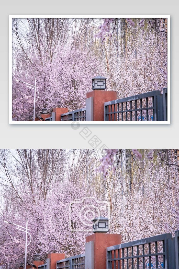 大气清新的春天墙头的桃花图片图片