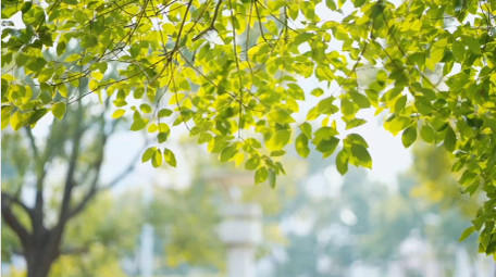 春天唯美树叶合集实拍视频