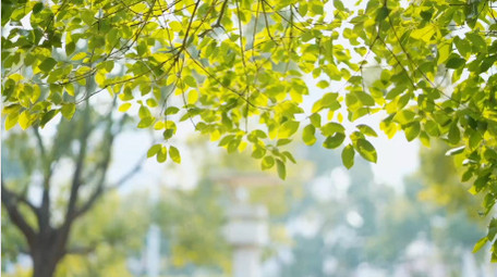 春天唯美树叶合集实拍视频