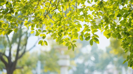 春天唯美树叶合集实拍视频