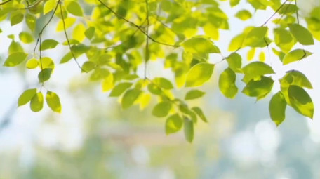 春天唯美树叶合集实拍视频