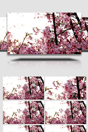 春日唯美粉色樱花实拍4k图片