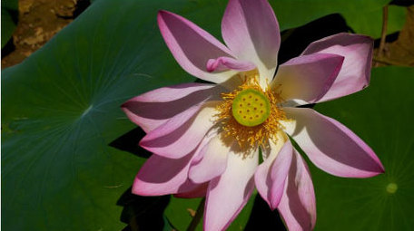 初夏荷花盛开实拍高清素材