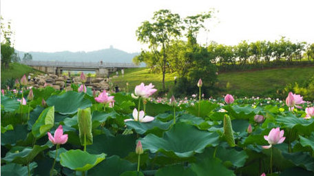 初夏荷花盛开实拍高清素材