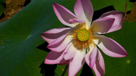 初夏荷花盛开实拍高清素材