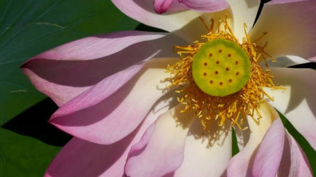 初夏荷花盛开实拍高清素材