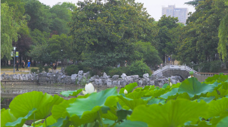 初夏公园荷塘风景荷花待放4K实拍