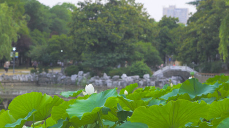 初夏公园荷塘风景荷花待放4K实拍