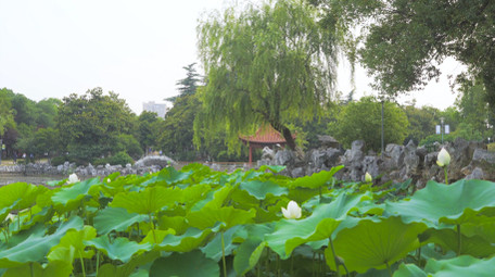 初夏公园荷塘风景荷花待放4K实拍