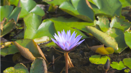初夏风景池塘睡莲花盛开4K实拍
