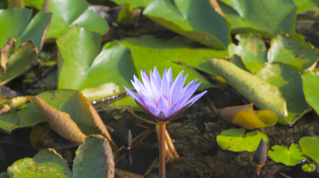 初夏风景池塘睡莲花盛开4K实拍