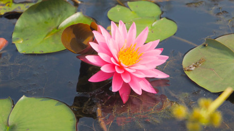 初夏风景池塘睡莲花盛开4K实拍