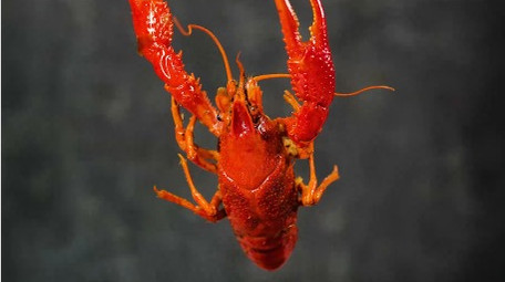 美食小龙虾制作成品4k实拍