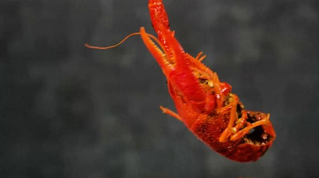 美食小龙虾制作成品4k实拍