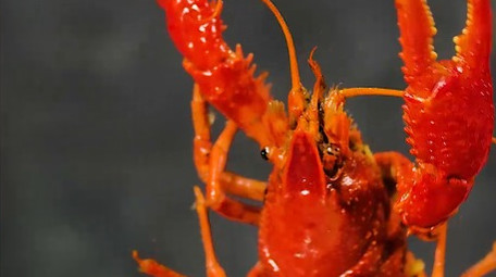 美食小龙虾制作成品4k实拍