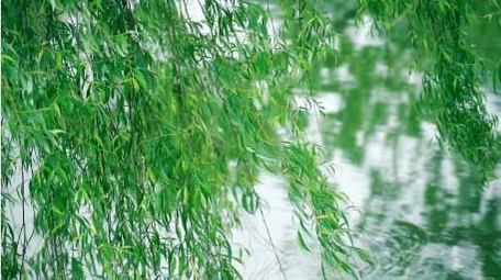 初夏柳树垂柳随风摇摆夏天实拍