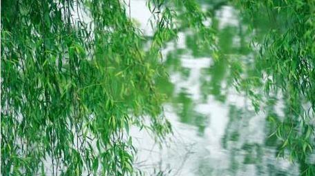 初夏柳树垂柳随风摇摆夏天实拍