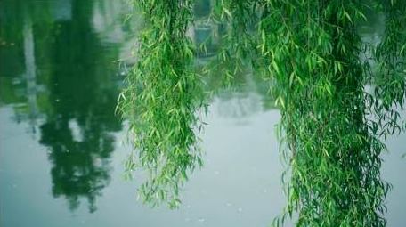初夏柳树垂柳随风摇摆夏天实拍