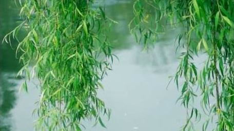 初夏柳树垂柳随风摇摆夏天实拍