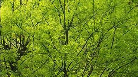 初夏阳光绿色叶子温暖治愈实拍