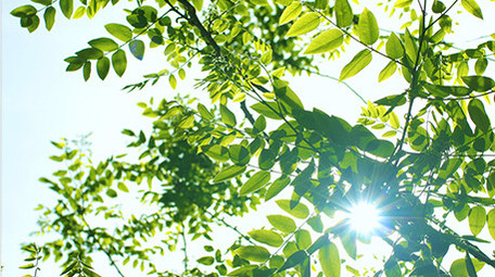 初夏阳光绿色叶子温暖治愈实拍