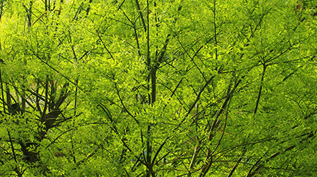 初夏阳光绿色叶子温暖治愈实拍