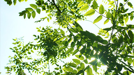 初夏阳光绿色叶子温暖治愈实拍