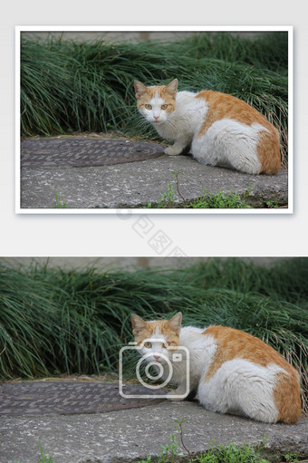 小区的流浪猫橘猫图片