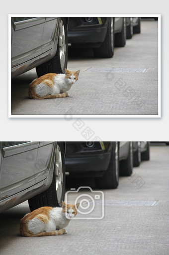 小区里的流浪猫在车子底下图片