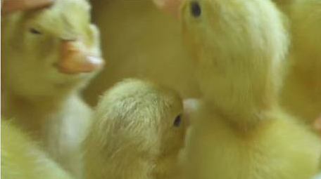 乡村动物养殖业可爱小黄鸭实拍