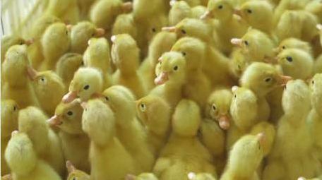 乡村动物养殖业可爱小黄鸭实拍