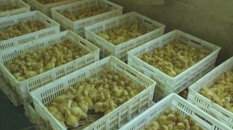 乡村动物养殖业可爱小黄鸭实拍