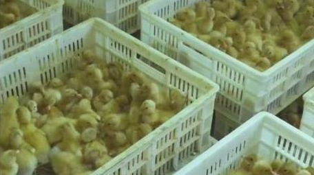 乡村动物养殖业可爱小黄鸭实拍