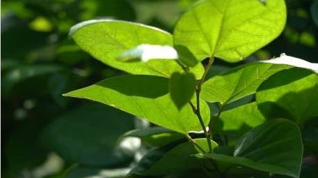 治愈初夏绿植透光空镜实拍视频