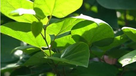 治愈初夏绿植透光空镜实拍视频