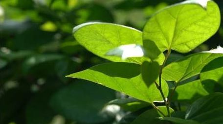 治愈初夏绿植透光空镜实拍视频