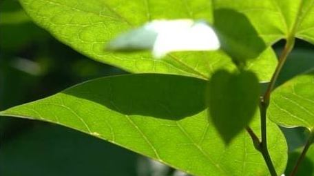 治愈初夏绿植透光空镜实拍视频