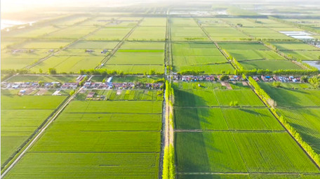 美丽乡村农田唯美麦田4K航拍