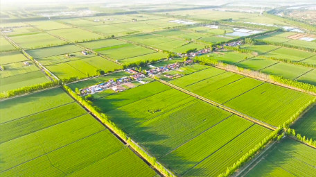 美丽乡村农田唯美麦田4K航拍