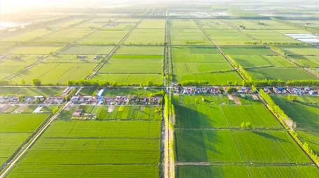 美丽乡村农田唯美麦田4K航拍