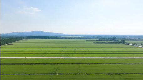 大面积麦田农田农业<strong>乡村</strong>4K航拍