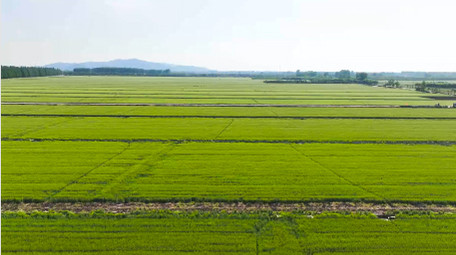 大面积麦田农田农业<strong>乡村</strong>4K航拍