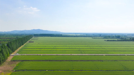大面积麦田农田农业<strong>乡村</strong>4K航拍