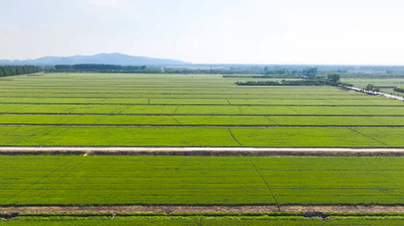 大面积麦田农田农业<strong>乡村</strong>4K航拍