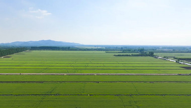 大面积麦田农田农业<strong>乡村</strong>4K航拍