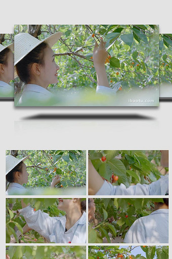 樱桃采摘果园采摘樱桃园4K实拍图片