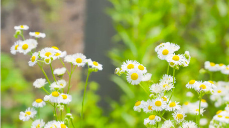 初夏唯美小清新雏菊微距4K实拍