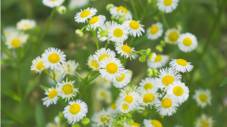 初夏唯美小清新雏菊微距4K实拍