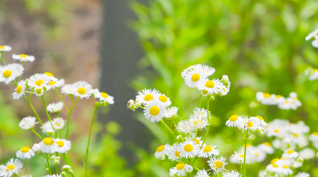 初夏唯美小清新雏菊微距4K实拍