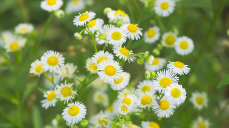 初夏唯美小清新雏菊微距4K实拍